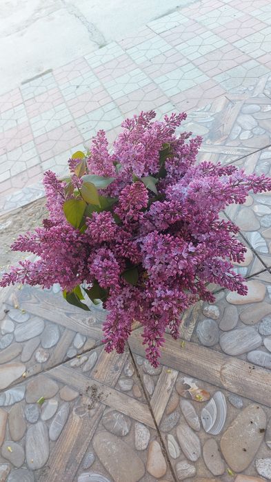 Сирень сирень сирень