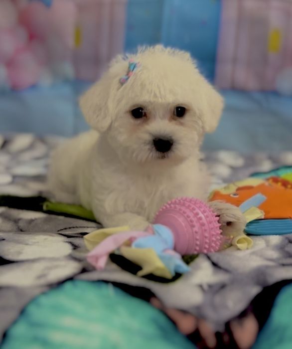 Пудел мини Малтипу – мъжко и женско