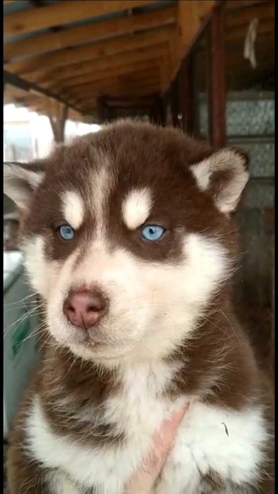 Шоколадная 2 х месяч принцесса хаски