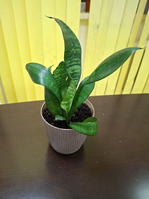 Комнатные  цветы