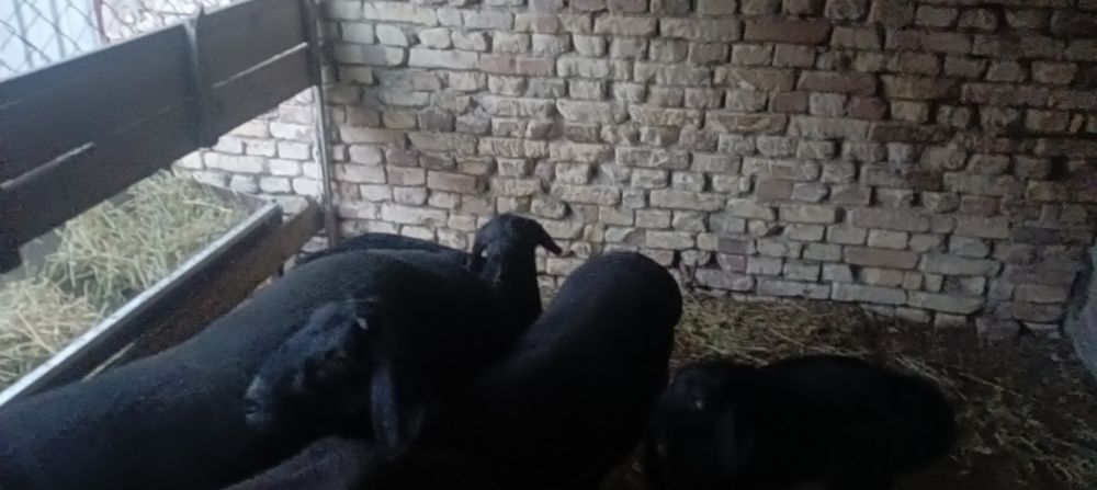 Она бола куй сотилади