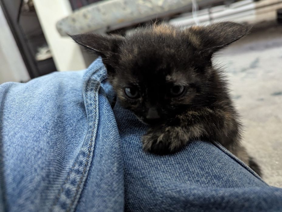 Отдам котят в добрые руки