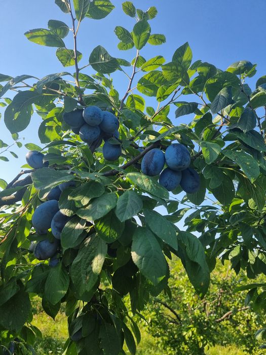 Prune de țuică și masa