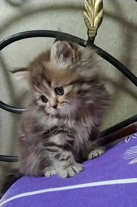 Прямоухая девочка