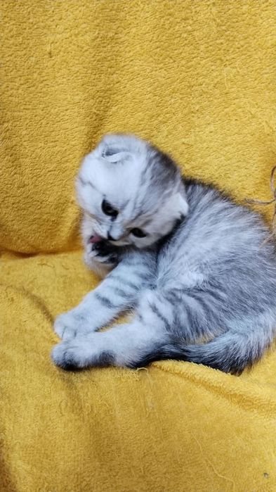ШотЛандСкие КотЯта