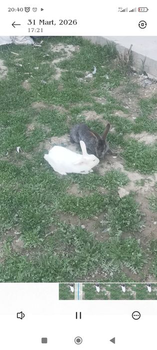 Қуйонлар сотилади пари билан