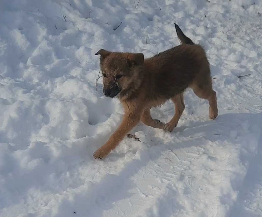 Отдадим щенков в хорошие руки