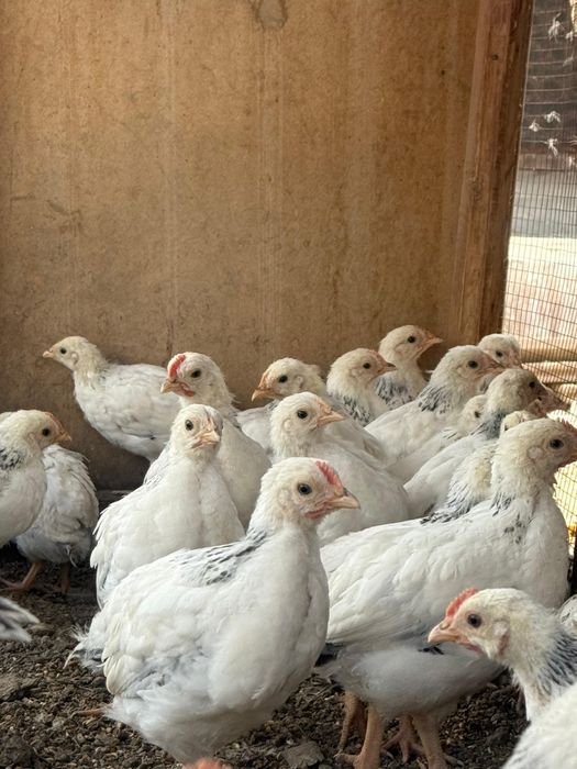 Продаются цыплята Адлера