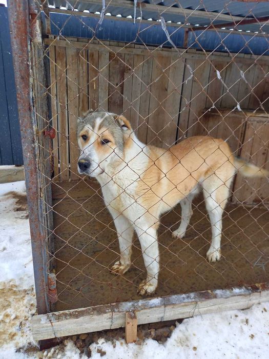 Собака Алабай, 1 год