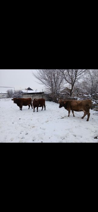 Продам коров, быков, баранов
