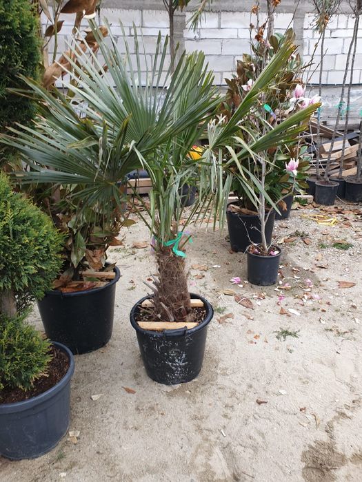 Vând plante ornamentale