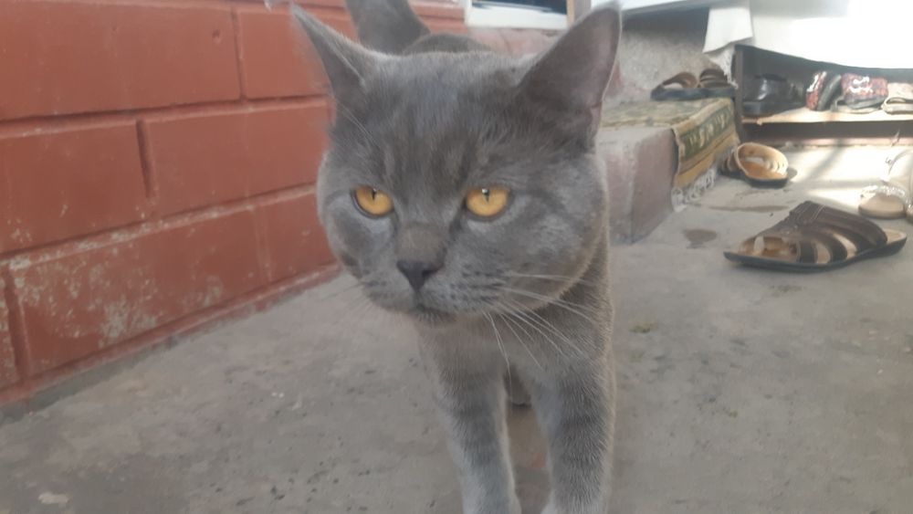 mushuk british fold sotiladi