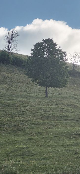 Dulceata de cirese amare