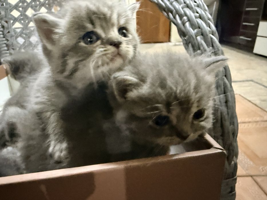 Отдам котят бесплатно, породистые (мама британка)