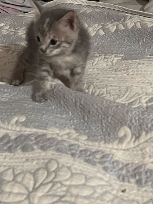 Отдам котят девочек