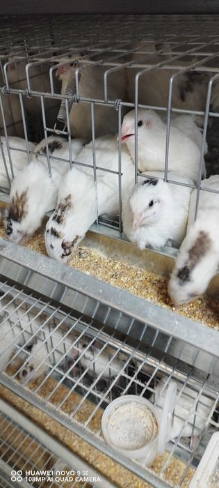 Vând oua proaspete prepelita 10 ron - 24" oua. Pui prepelita