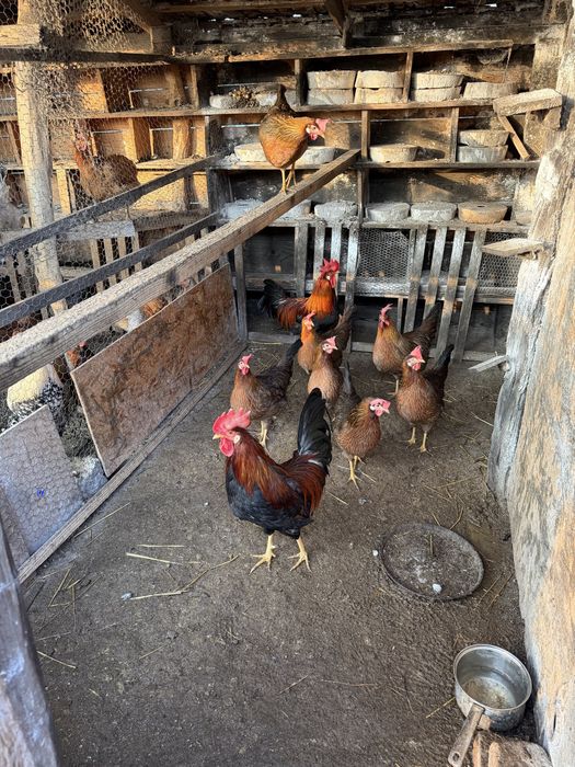 Australorp negru si italiana potarnichie