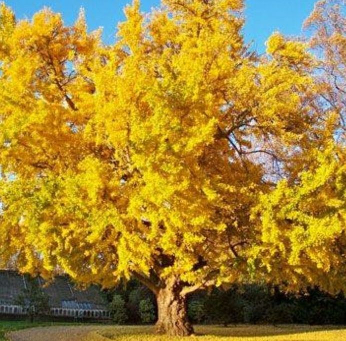Ginkgo Biloba ..
