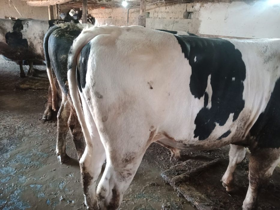 Курбандыкка 2 жасар букалар