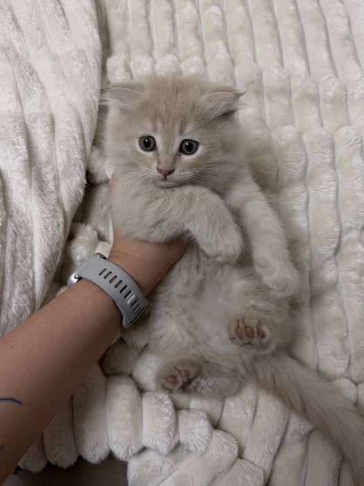 Продается вислоухий котенок