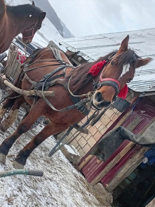 Iapa cu mânză de vânzare