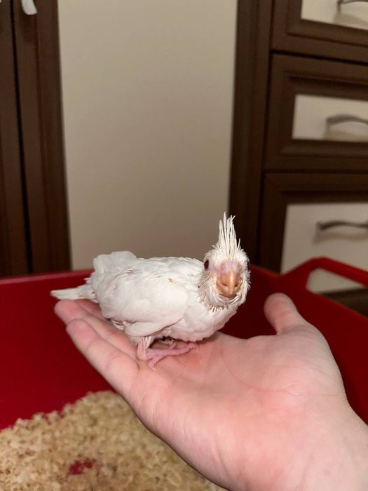 Продаются идеально ручный попугаи кореллы