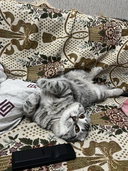 Вязка. Кот. Ищем красавицу для красавца!