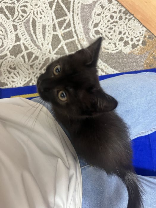 Отдам котенка на добрые руки