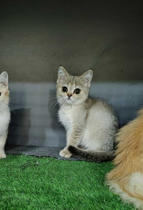 Mushukchalar sotiladi