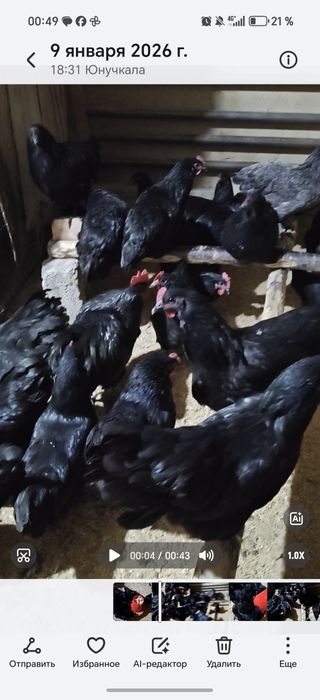 Avstralops Rumin joʻja | Toza qon | 7-10 kunlik vaksinalangankun

100