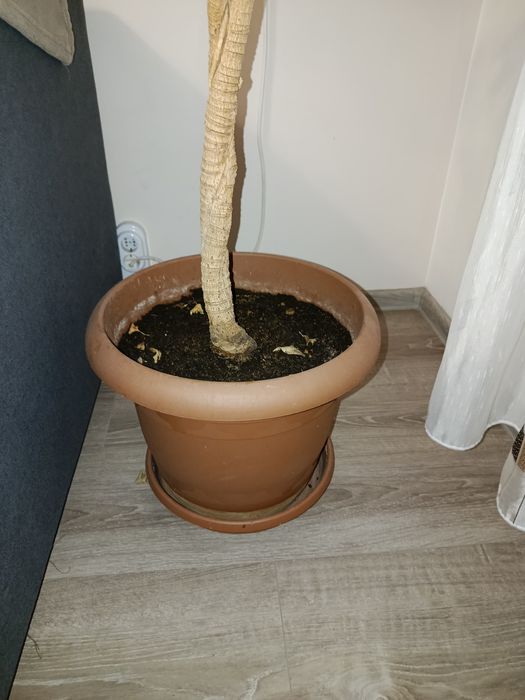 Голям отгледан Бенджамин