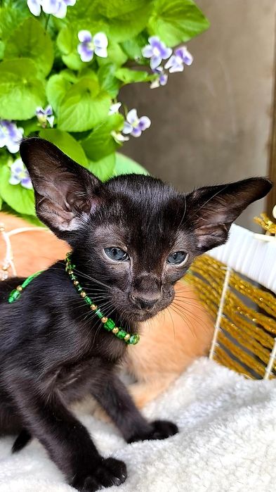 Эксклюзивные Ориентальные котятки