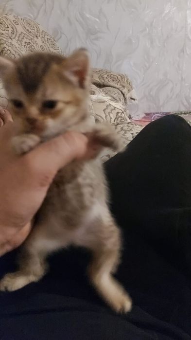Отдам котенка в добрые руки