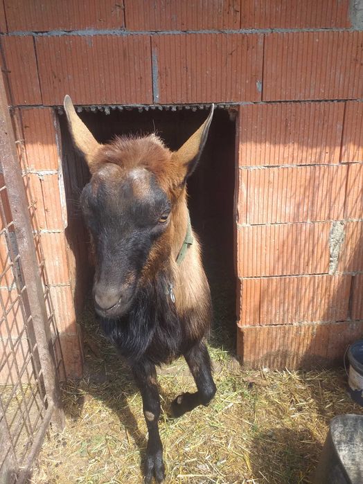Țap alpin francez vârsra 2 ani