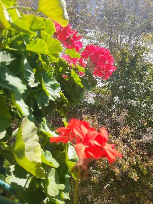 Цветя,мушкато,палма,дърво на живота,растения,готови за декорация,отгле