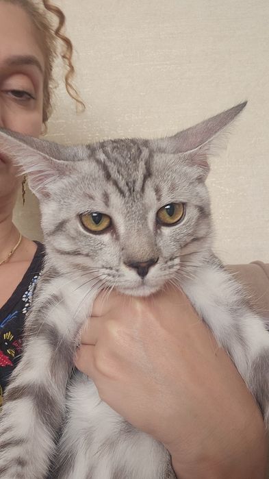 Отдам кота 7 месяцев