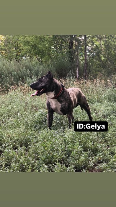 Ищем невесту!не отдаем