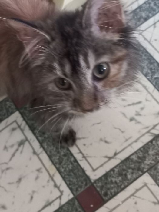 Котёнок девочка бесплатно