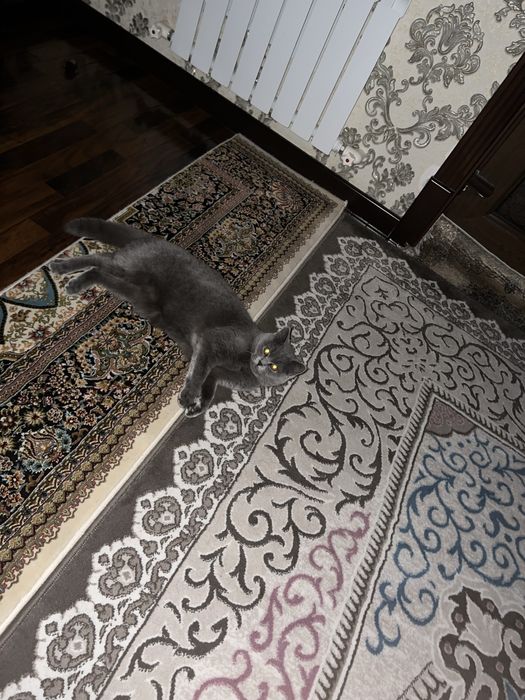 Продается кошка Скотиш Страйт