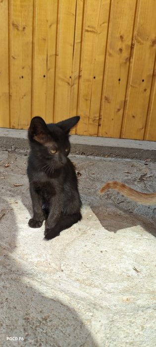 Ofer spre adopție