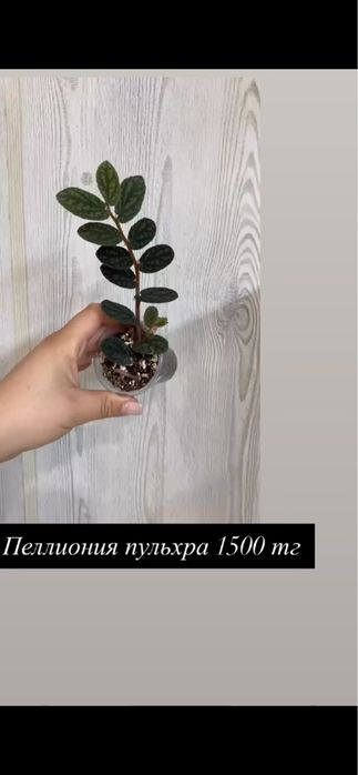 Домашние растения