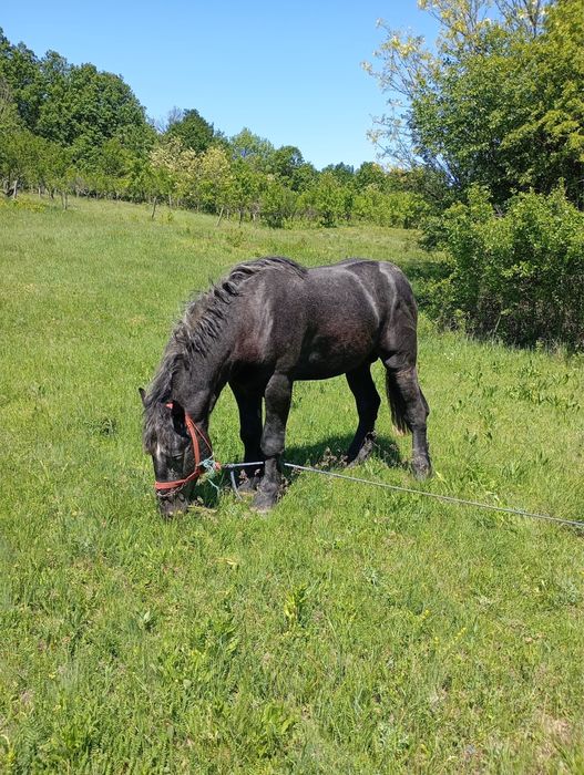 Vand armasar Percheron