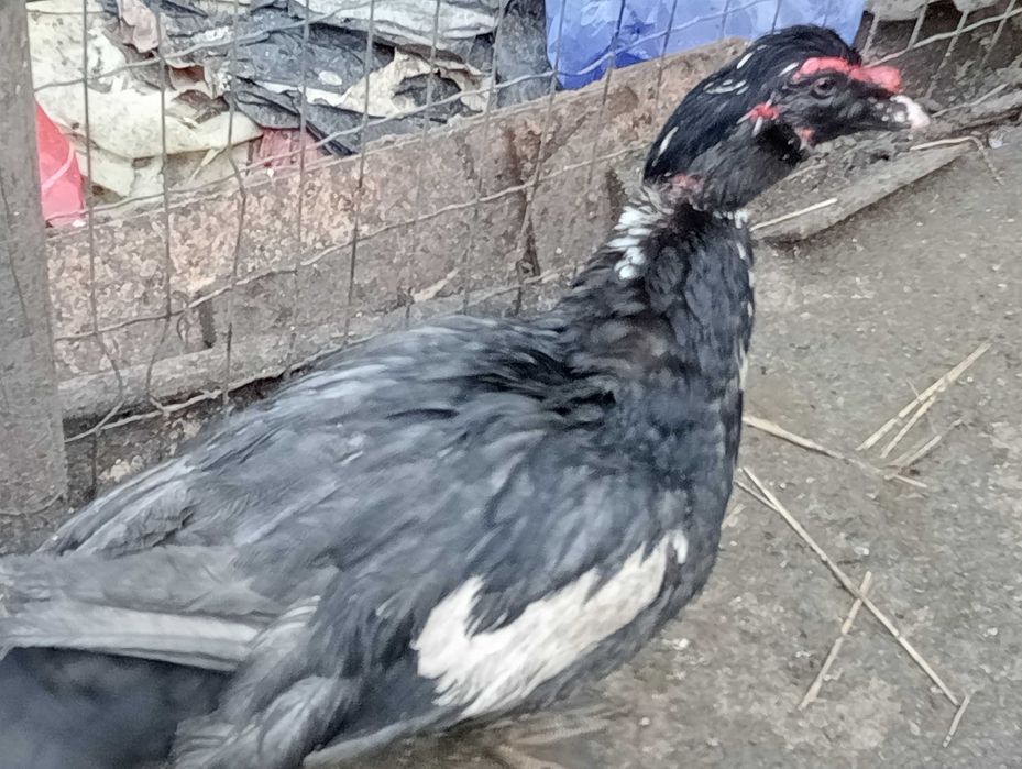 Vând cocoș de casa cu 70 de lei