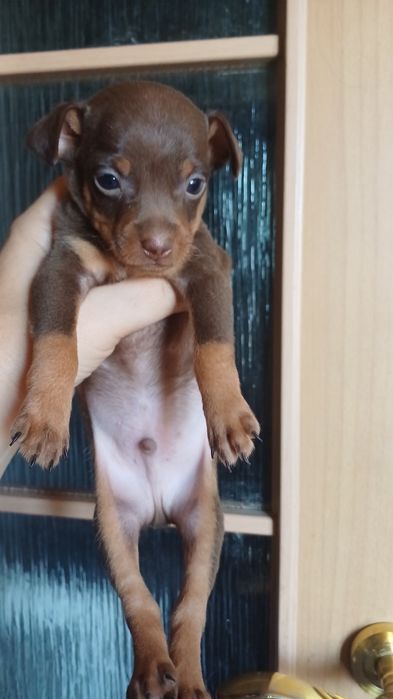 Щенки той терьера