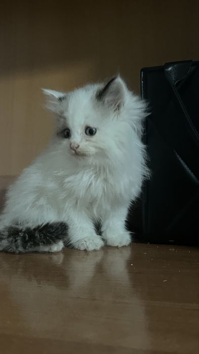 Персидская кошка