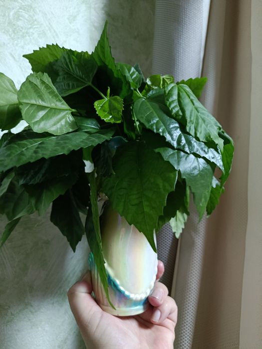 Ростки китайской розы Гибискус