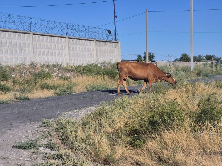 Продам коров 4 головы