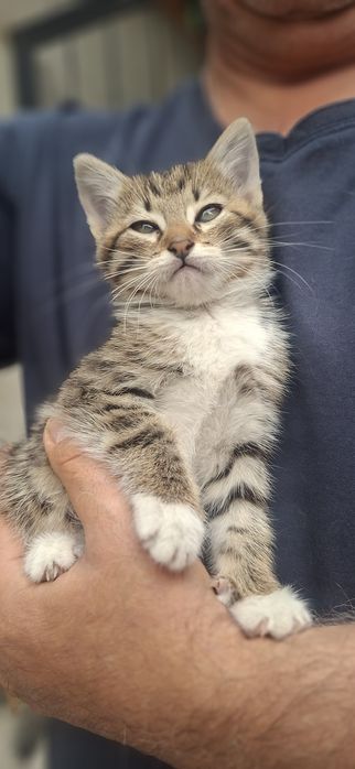 Кошечка ищет дом и