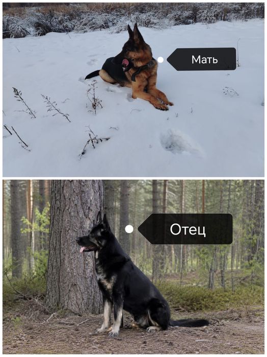 Щенок немецкой овчарки