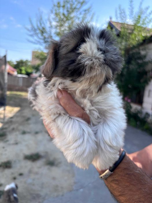 Pui Shih Tzu talie mică (baieteti)– Își caută familii iubitoare și responsabile